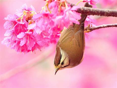 Beautiful Bird And Flower Wallpapers Top Free Beautiful Bird And