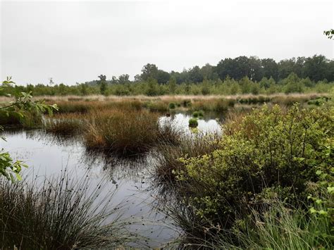 Grondwatermodel Natura 2000 Gebied Haaksbergerveen Antea Group