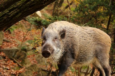 『2019年の干支、野生のイノシシを撮影』六甲山・摩耶山周辺兵庫県の旅行記・ブログ By Kemurさん【フォートラベル】