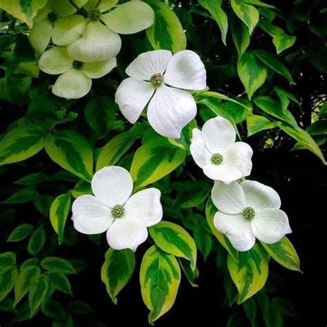 Hibr Dais Grimonis Shadow Cornus Celestial Shadow Lapu Koki Kr Mi