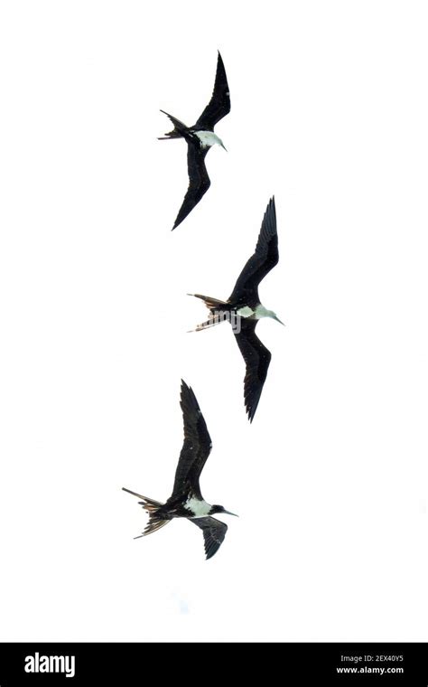 Magnificent Frigatebird Fregata Magnificens In Flight Cayo Limon