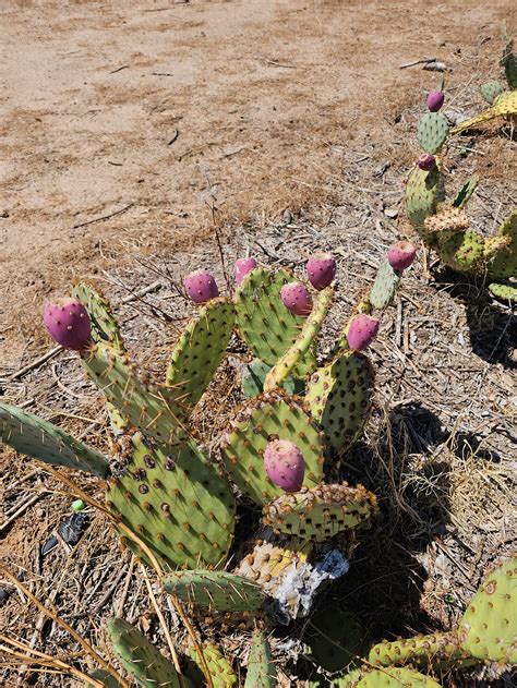 Mojave Desert Prickly Pear Cactus Opuntia Phaeacantha Cuttingsbranches