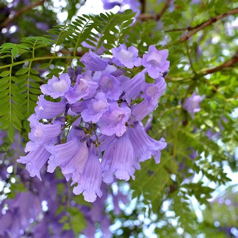 Jacaranda Mimosifolia Mimosa Jacarnanda