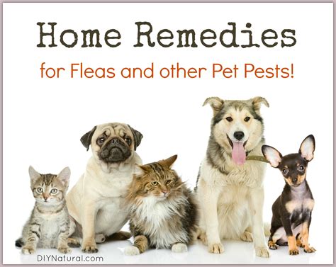 Home Remedies for Fleas (and other pests) On Your Pets