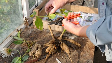 How to store dahlia tubers: a simple step-by-step guide | Gardeningetc