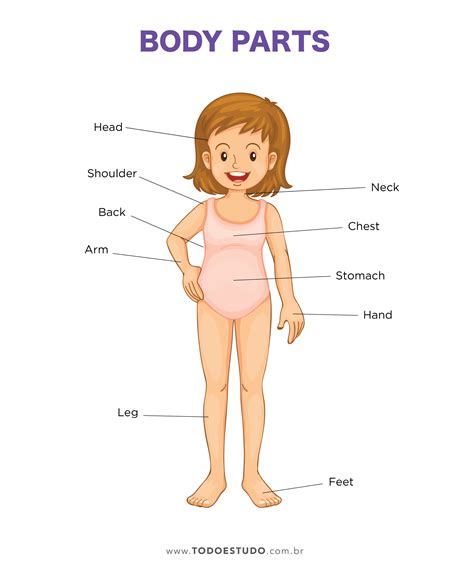 Corpo Humano Em Inglês - 10