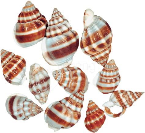 Download Free Png Download Transparent Sea Snail Shells Clipart - Sea ...