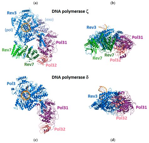 Genes Free Full Text Recent Advances In Understanding The Structures Of Translesion