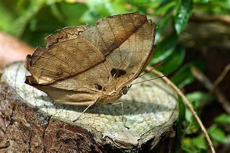 Borboleta Folha Características Nome Cientifico Habitat e Fotos