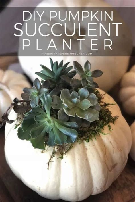 Diy Pumpkin Succulent Planter Easy To Do Too Succulent Pumpkin