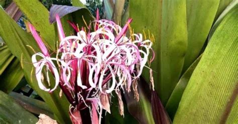 Crinum - Plant Care Today