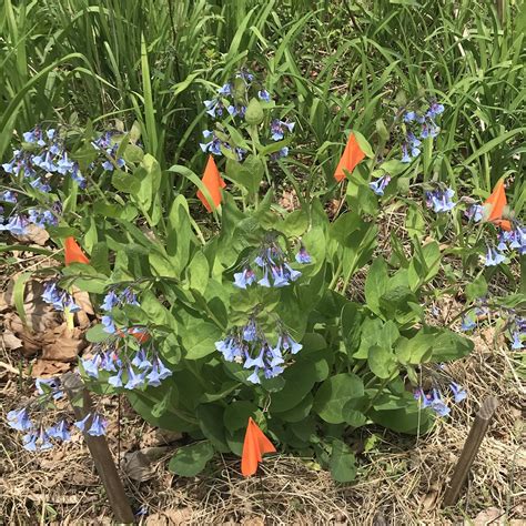 The Orange Flags Are There To Protect The Flowers From Being Mowed But