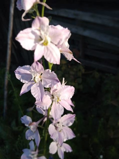 Consolida Ajacis L Schur Larkspur Useful Plants Pl NtNet Identify