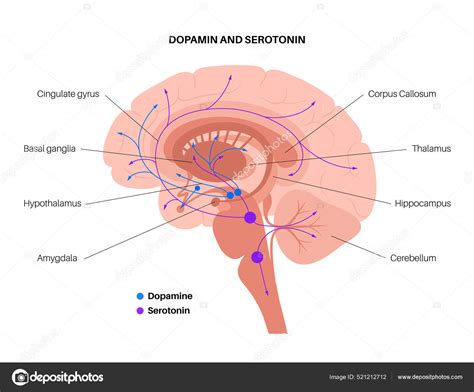 Serotonin And Dopamine Pathway Stock Vector Image By ©pikovit 521212712