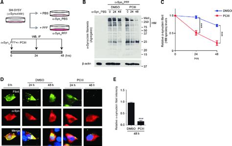 Pciii Disaggregates Synuclein Pffs In Sh Sy Y Cells A Illustration