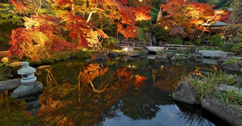 鎌倉・長谷寺の夜間特別拝観、2022年11月18日から Stroll お散歩と旅のウェブマガジン