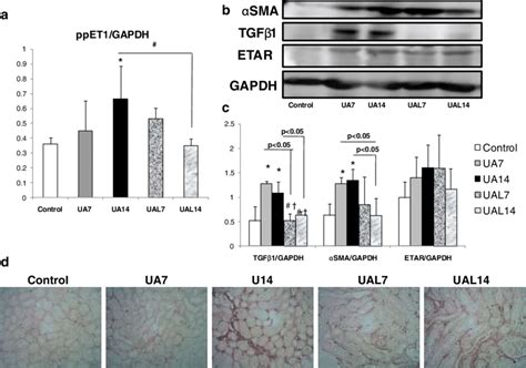 Uric Acid Treatment Upregulated Et Mrna Tgf And Sma Protein