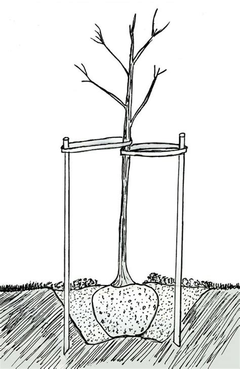 Plantinstructies Voor Het Planten Van Een Fruitboom Fruitbomen Net