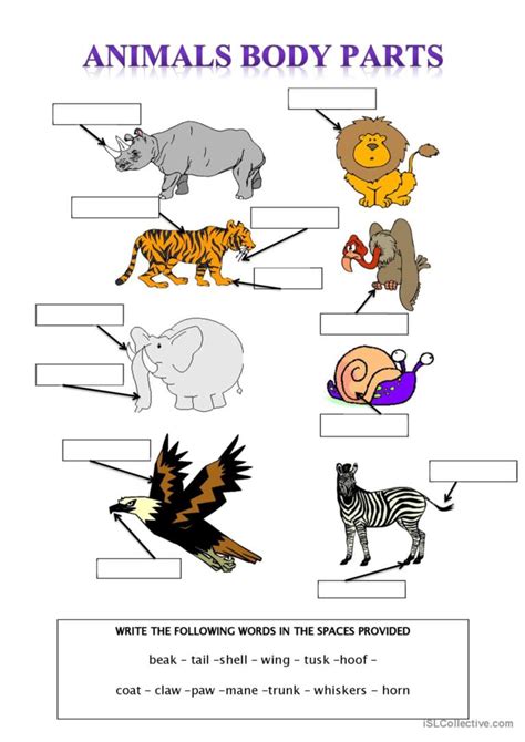 Animal Body Parts: English ESL worksheets pdf & doc