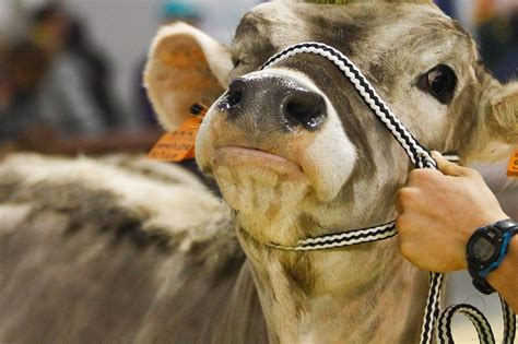 Treno Investe Una Mucca E Deraglia Sulla Linea Roma Viterbo