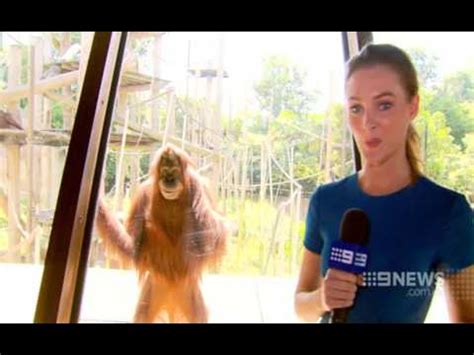 This Orangutan Just Nailed His First Live News Broadcast - The Dodo