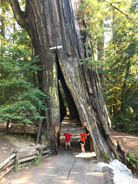 The Shrine Drive-Thru Tree In Myers Flat, California