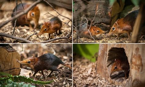 Elephant Shrew Baby