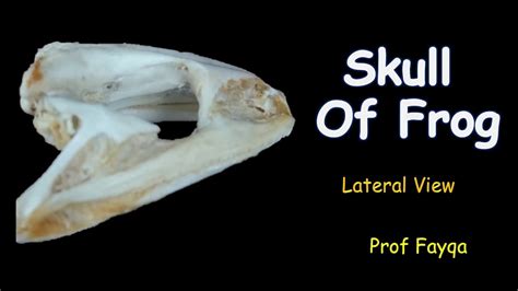 Skull Of Frog Lateral View Short And Easy Youtube