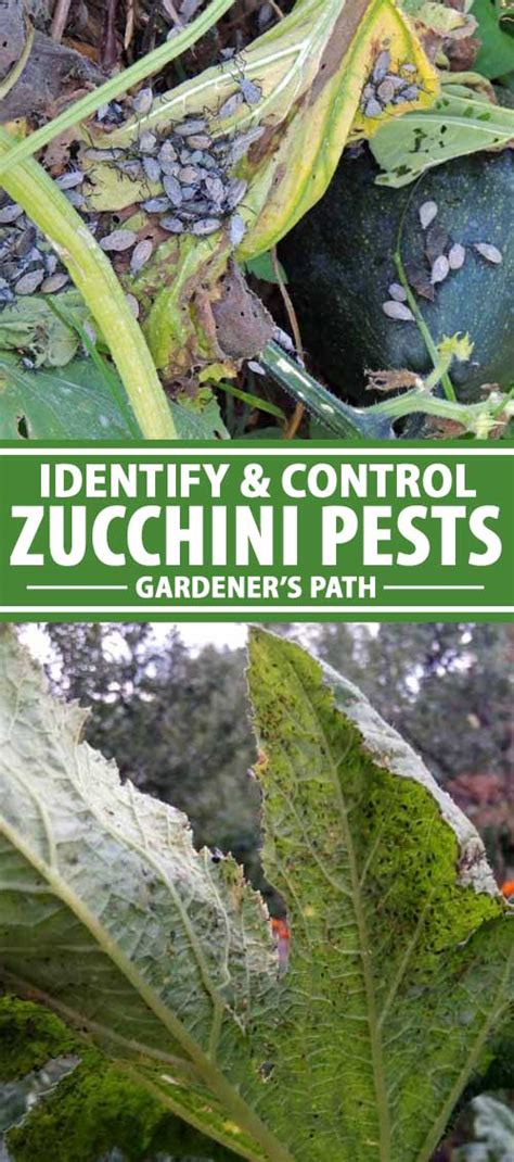 How To Identify And Control Zucchini Plant Pests Gardeners Path