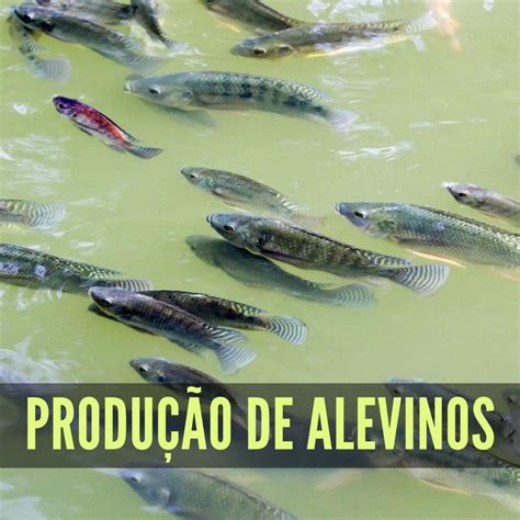Alevinos Piscicultura Vale Do Sol - Produção de Alevinos | Piscicultura, Criação de peixes, Criar peixes