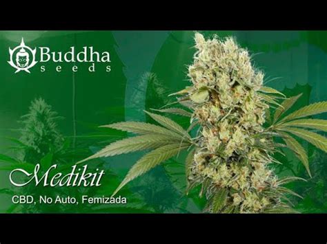 Conoces La Nueva Medikit Feminizada De Buddha Seeds Semillas De