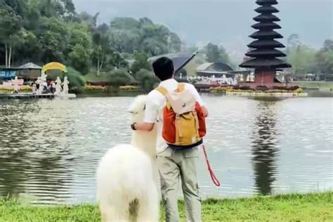 Cuma Modal Rp Ribu Bisa Main Sama Kuda Poni Dan Alpaca Dengan