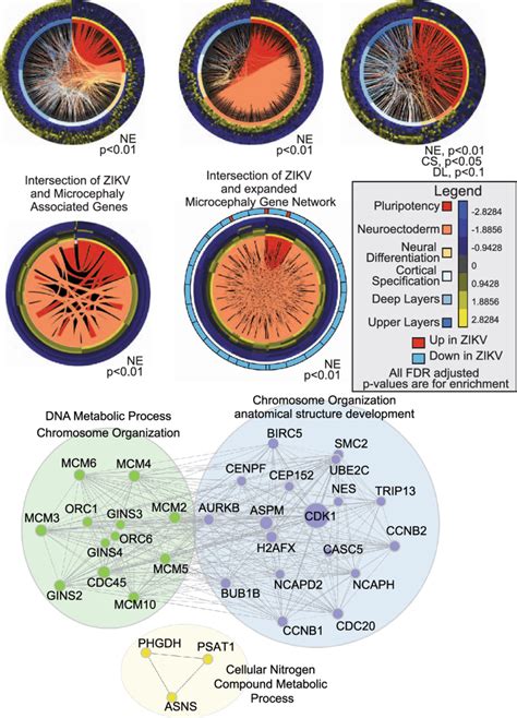 Genes Down Regulated By ZIKV Infection Of Cortical Progenitors Reveal A