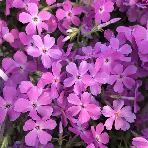 Phlox 'Rose Sprite' - Garden Crossings