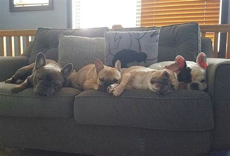 Frank, the Twins, and Manny, French Bulldogs Kinds Of Dogs, Popular Dog ...