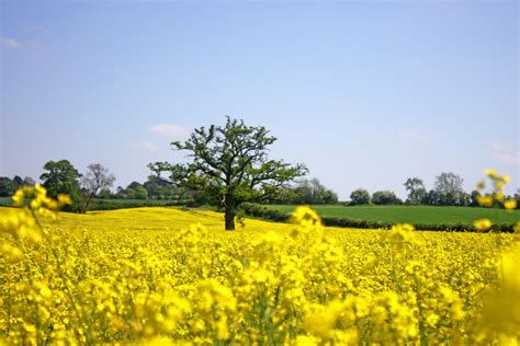 Sunday Walk In Churchill Village Chipping Norton Uk