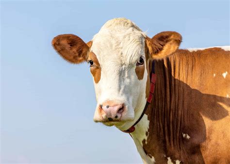 How Many Stomachs Does A Cow Have