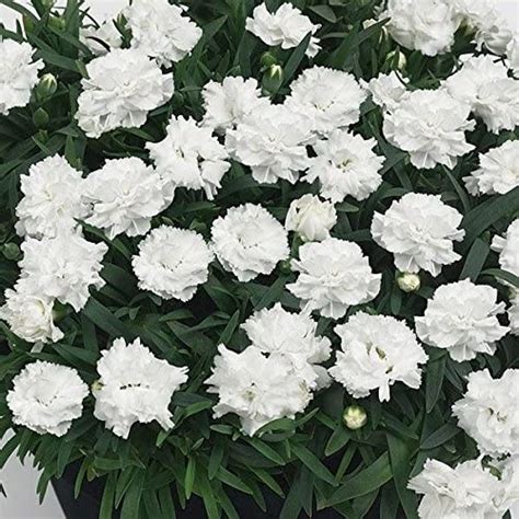 Dianthus Sunflor White Cosmos Pinks Perennial Garden Plug Plants