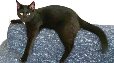 Fascinating Facts About Beautiful Black Cats