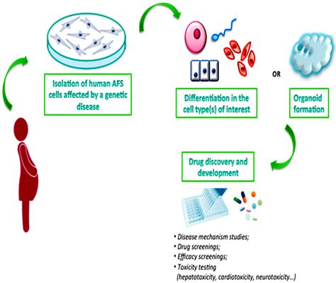 Ijms Free Full Text Amniotic Fluid Stem Cells A Novel Source For Modeling Of Human Genetic