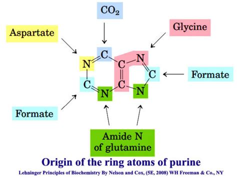 Biosynthesis of purine and pyrimidine nucleotides and their regulation ...