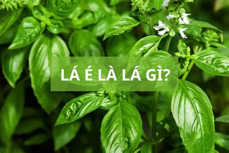 Lá é là lá gì? Khám phá tất tần tật công dụng và cách dùng an toàn cho ...
