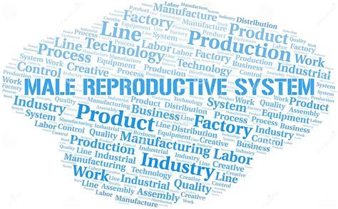 Male Reproductive System Word Cloud Create With Text Only Stock Vector Illustration Of