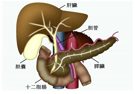 図1 胆道、膵臓、十二指腸と周囲臓器