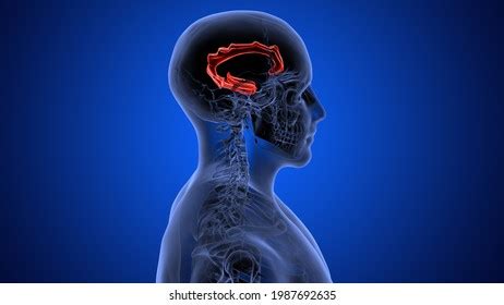 Human Brain Anatomy Parts3d Illustration Stock Illustration 1987692635 | Shutterstock