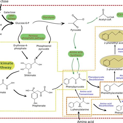 Common Metabolic Paths Involved In The Production Of 2 Phenylethanol Download Scientific