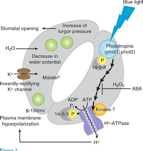 Light Regulation Of Stomatal Movement Semantic Scholar