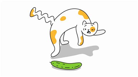 Cats and Cucumbers: Why Are Cats Afraid of Cucumbers?