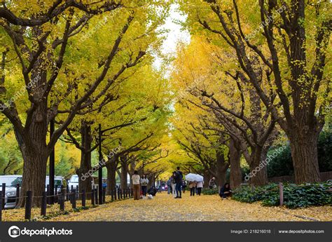 Avenida Calle Ginkgo Meiji Jingu Gaien Park Meiji Jingu Gaien Foto De