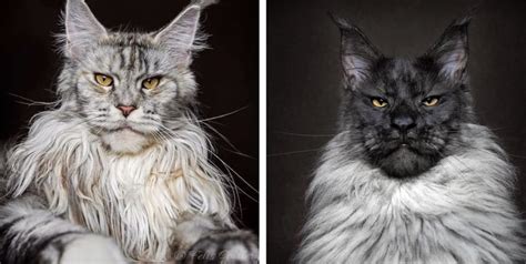 Majestic Portraits Of Maine Coon Cats Who Look Like Mythical Creatures